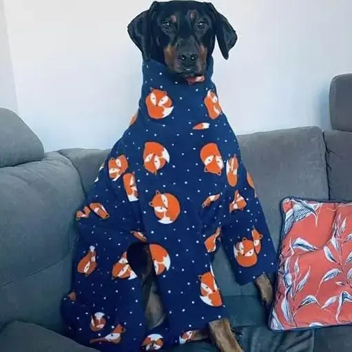 Dobermann