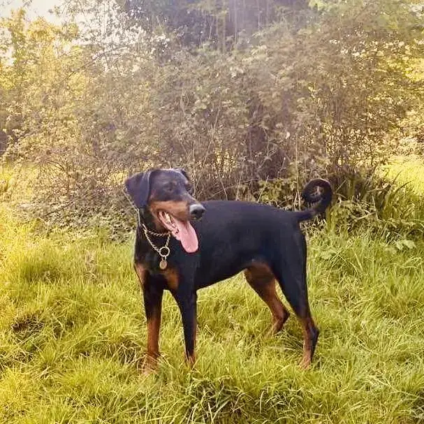 Dobermann