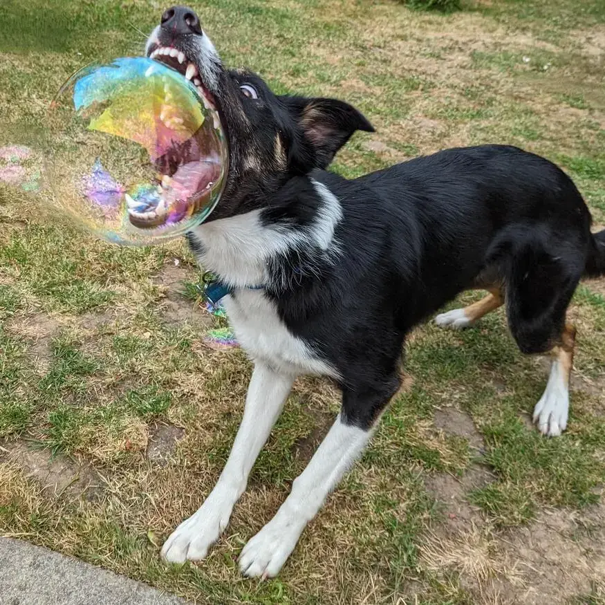 Border Collie