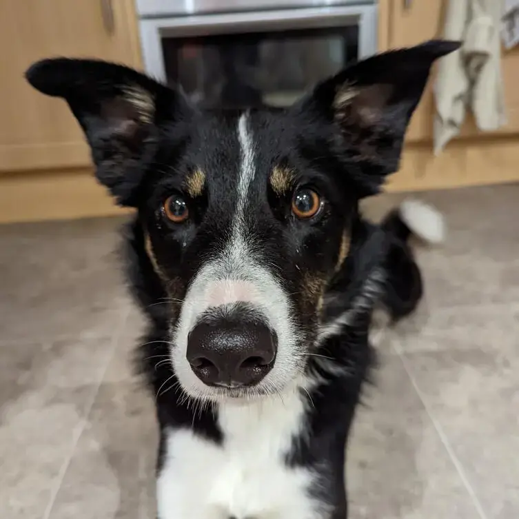 Border Collie