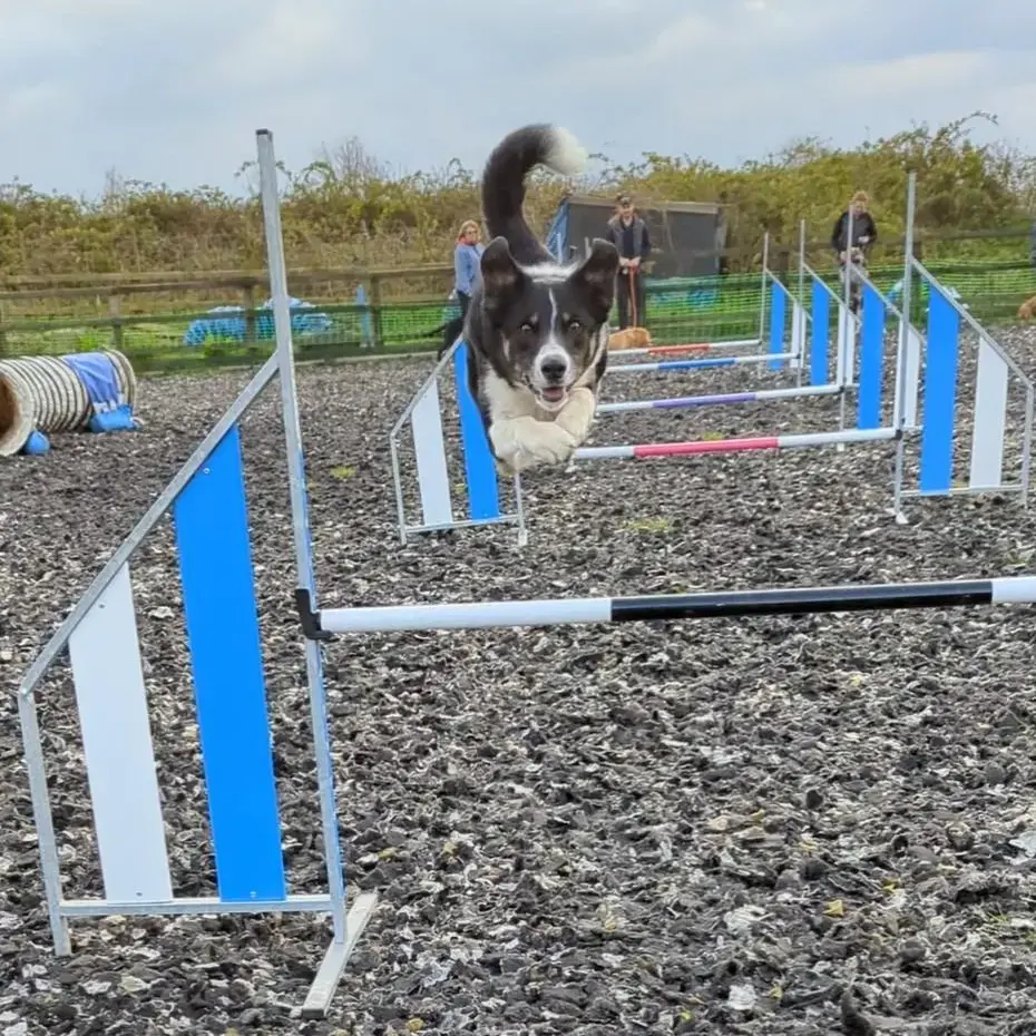 Border Collie