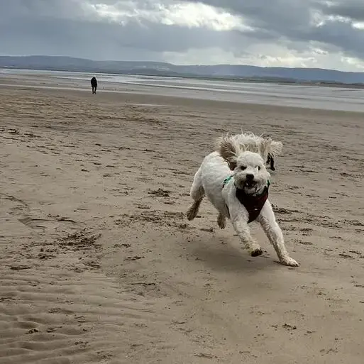 Cavapoo