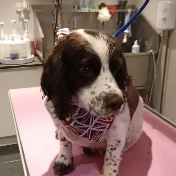 Cocker Spaniel (English)