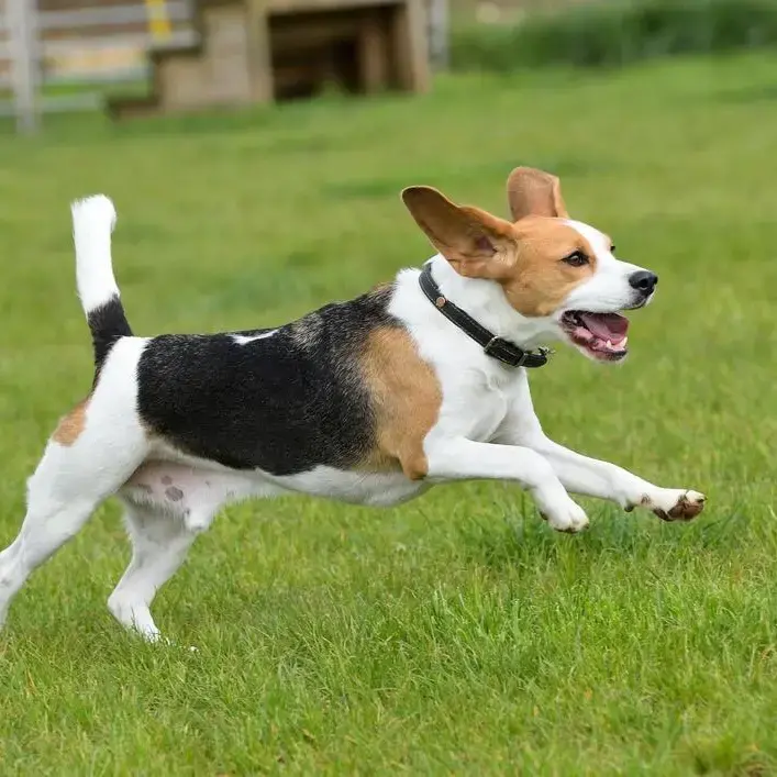 Beagle