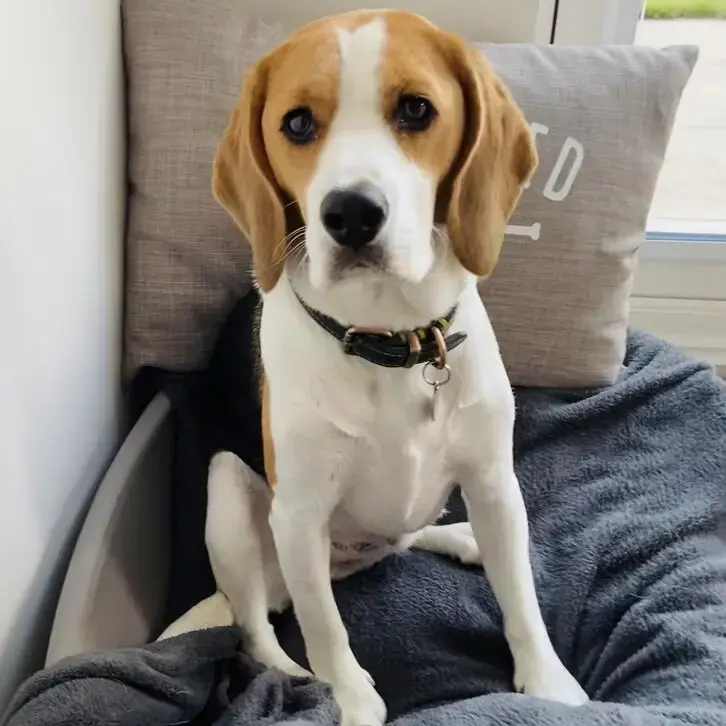Beagle
