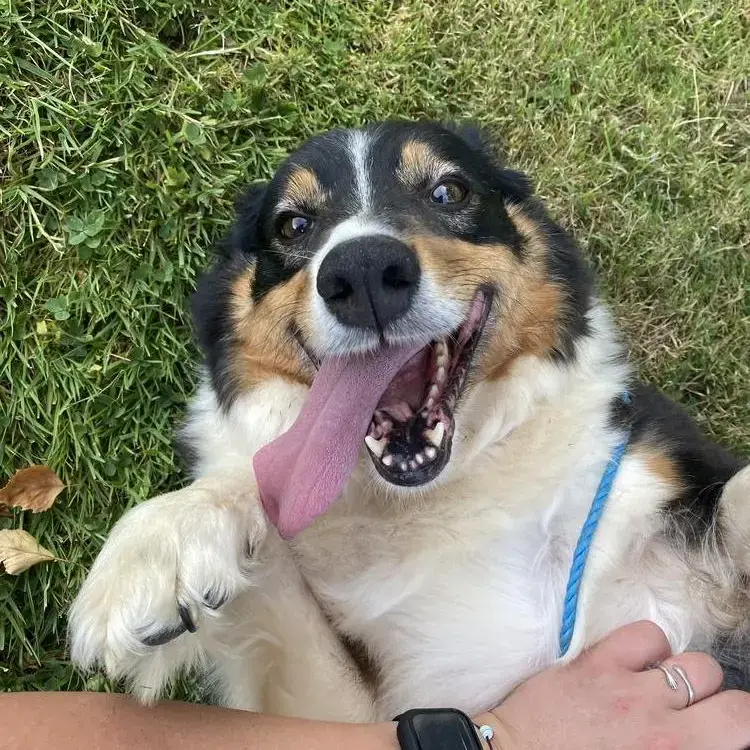 Border Collie