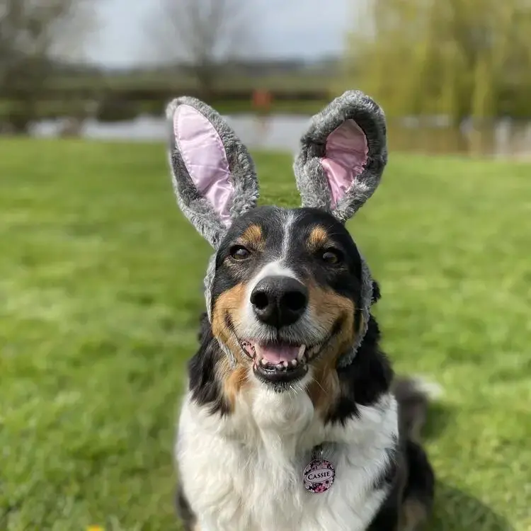Border Collie