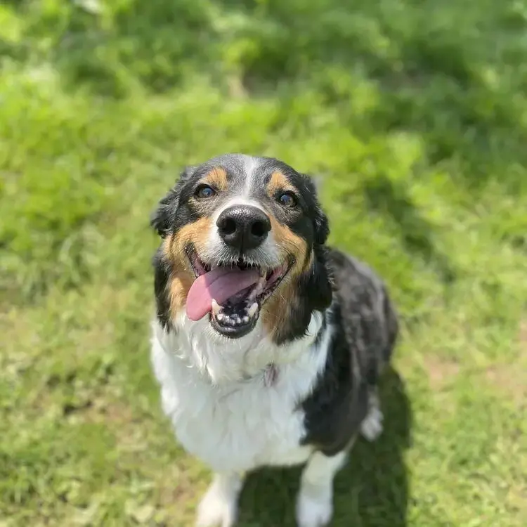 Border Collie