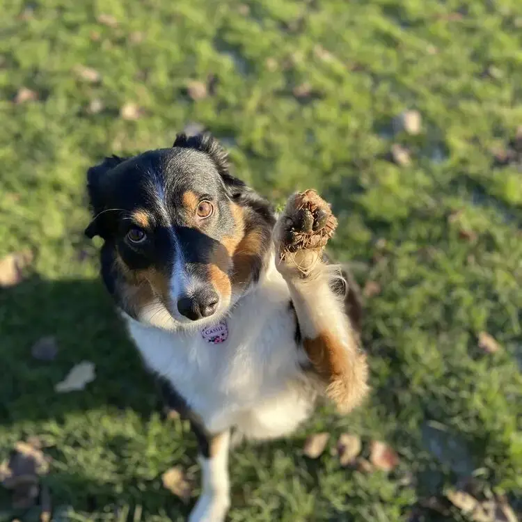 Border Collie