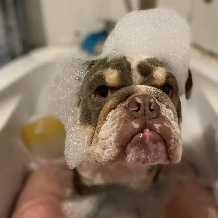Bulldog
