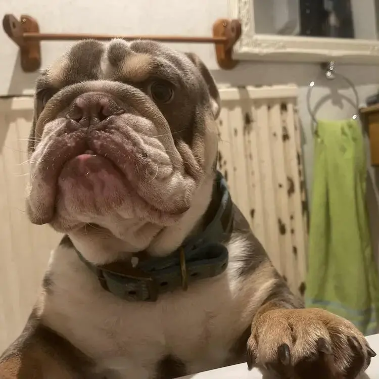 Bulldog