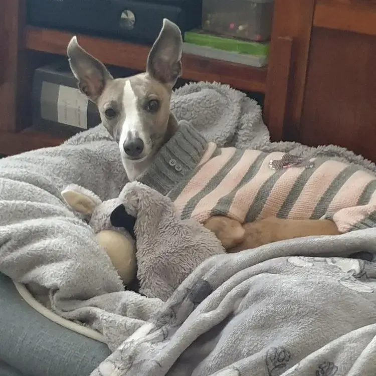Whippet
