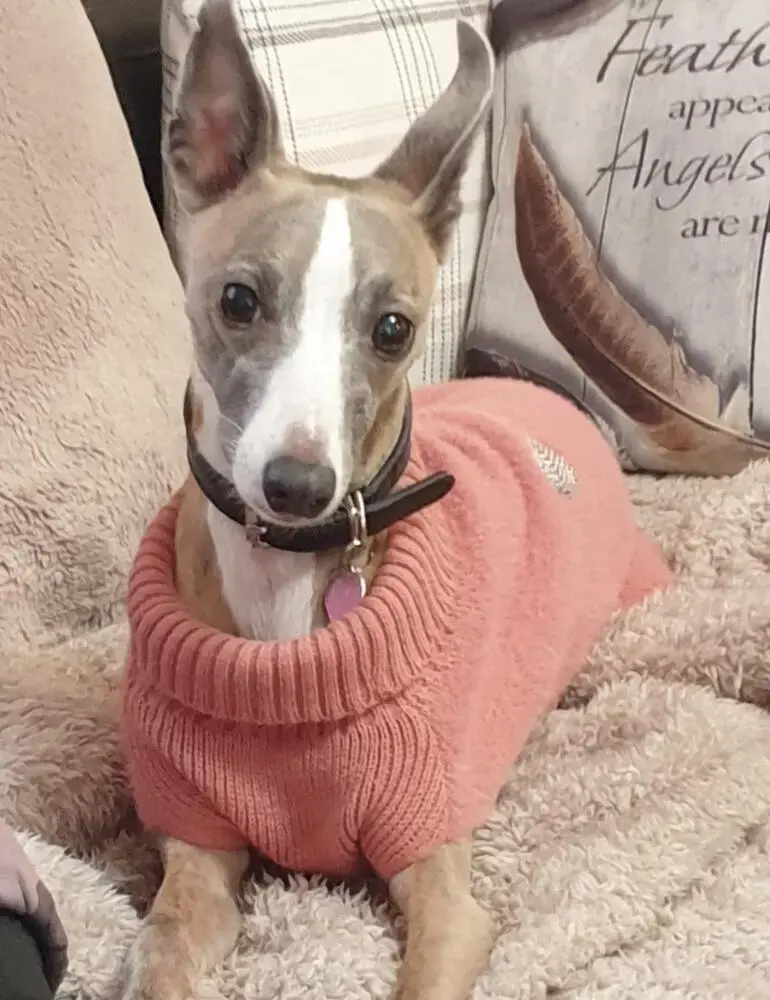 Whippet