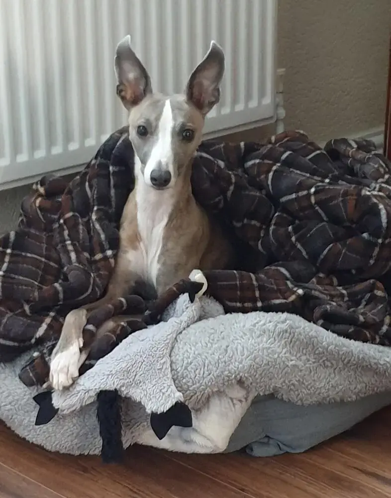 Whippet