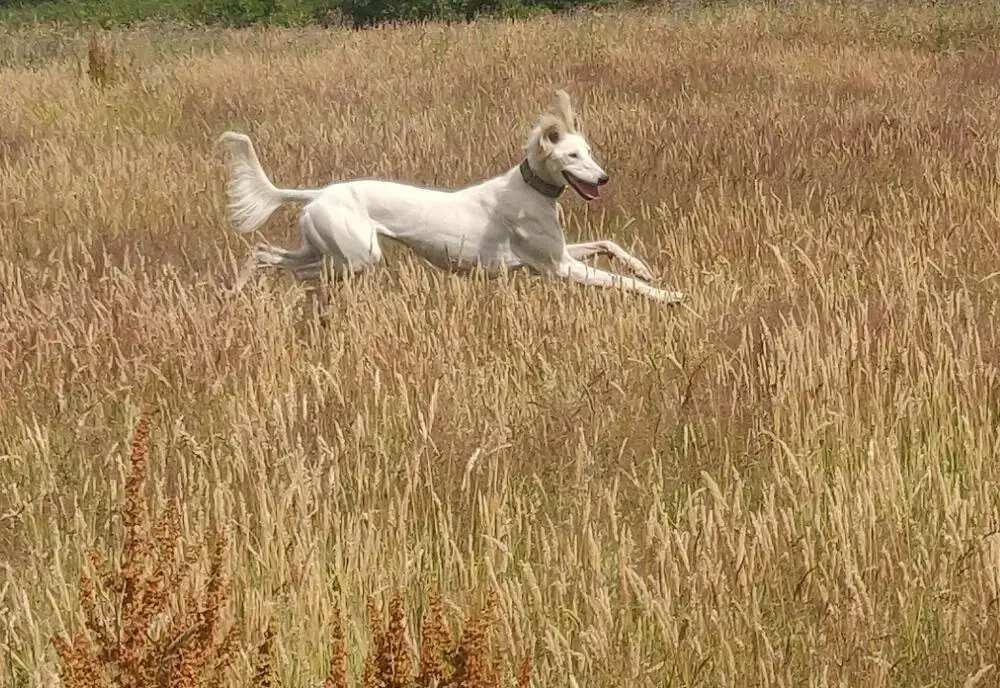 Saluki