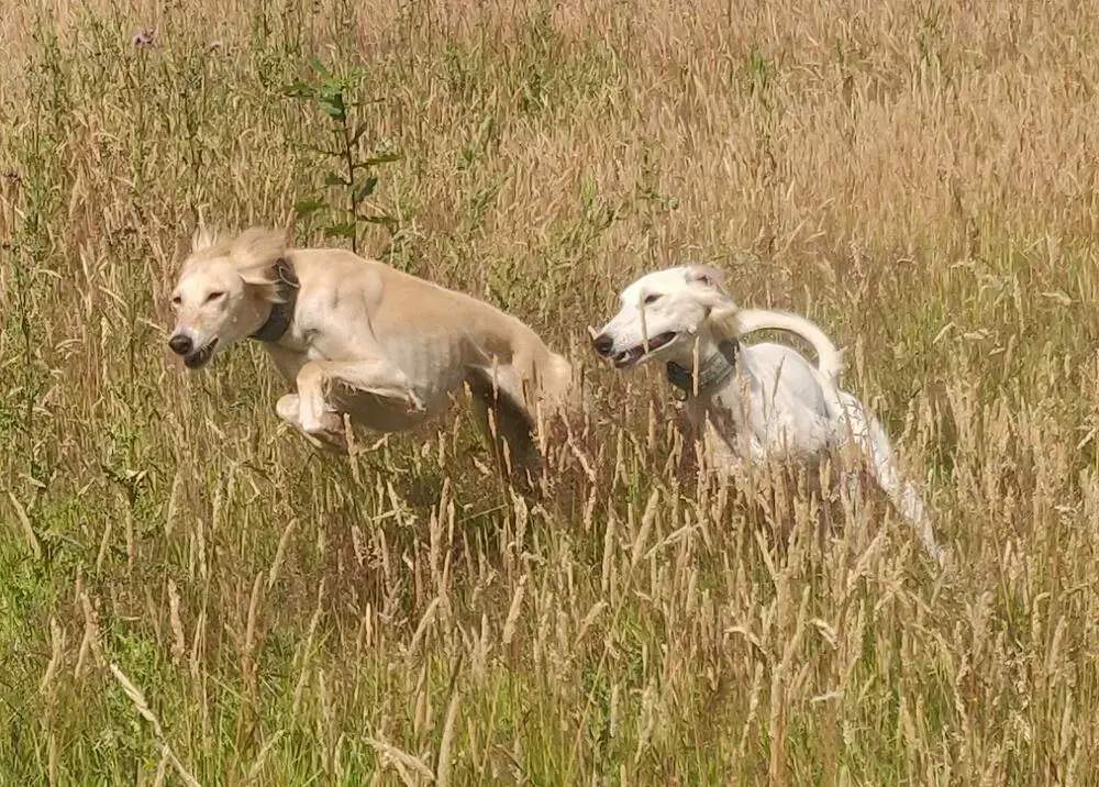 Saluki