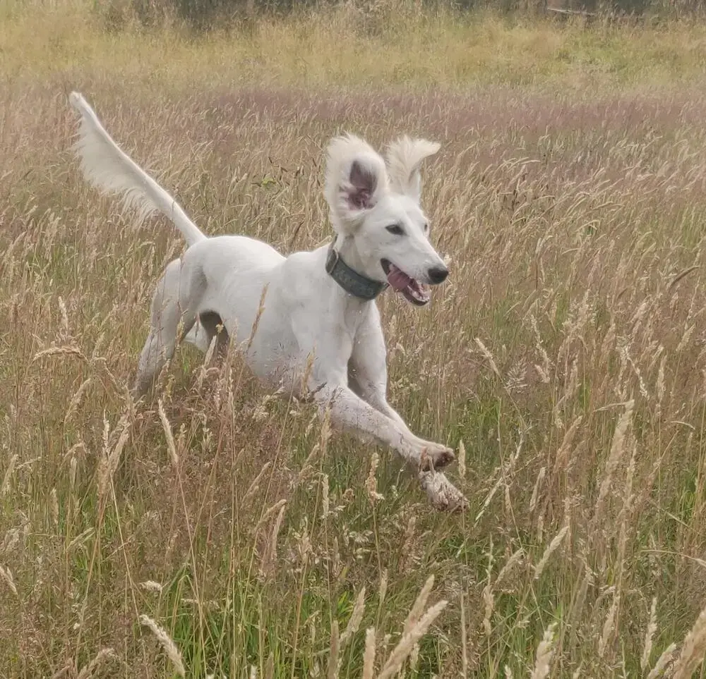 Saluki