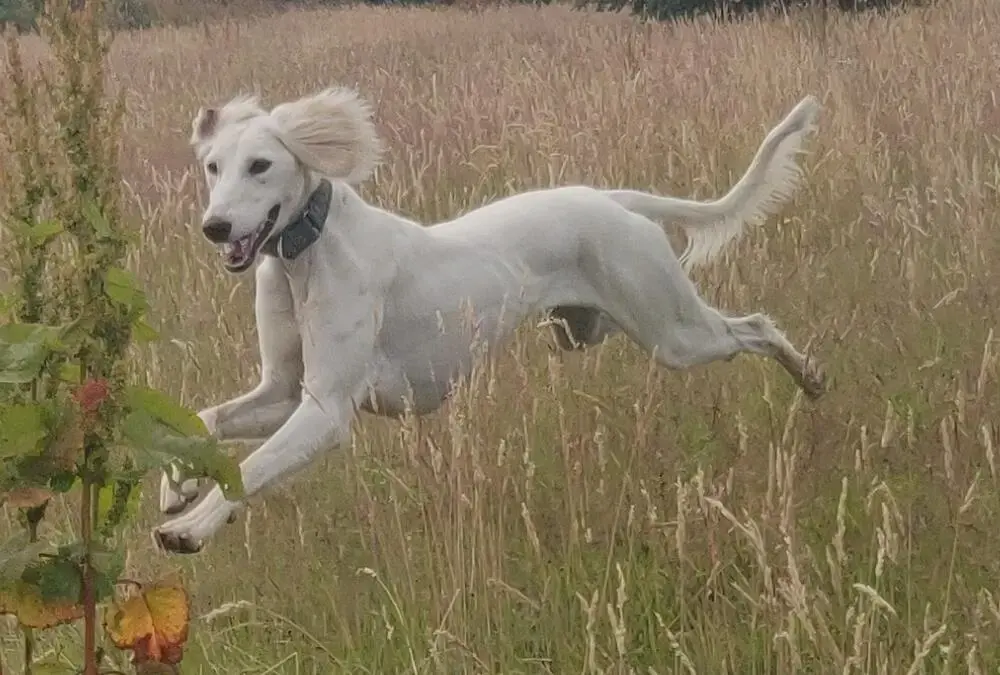 Saluki