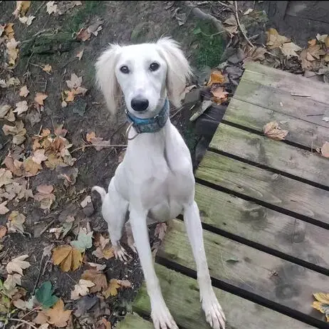 Saluki