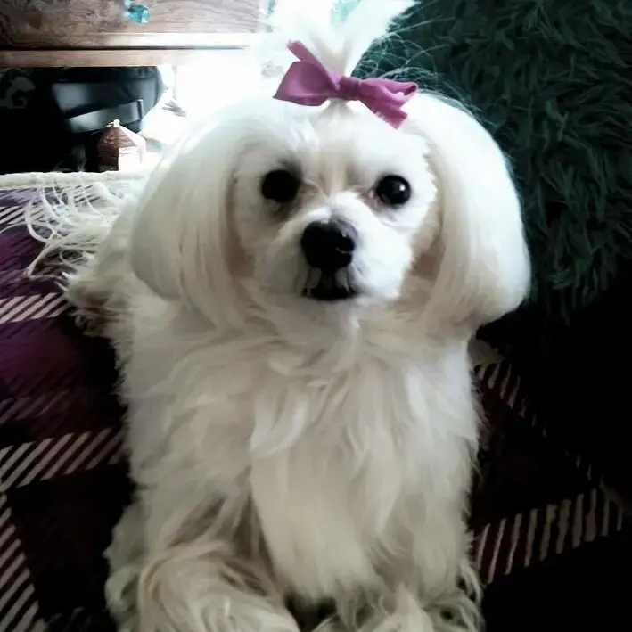 Maltese