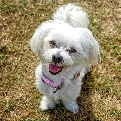 Maltese