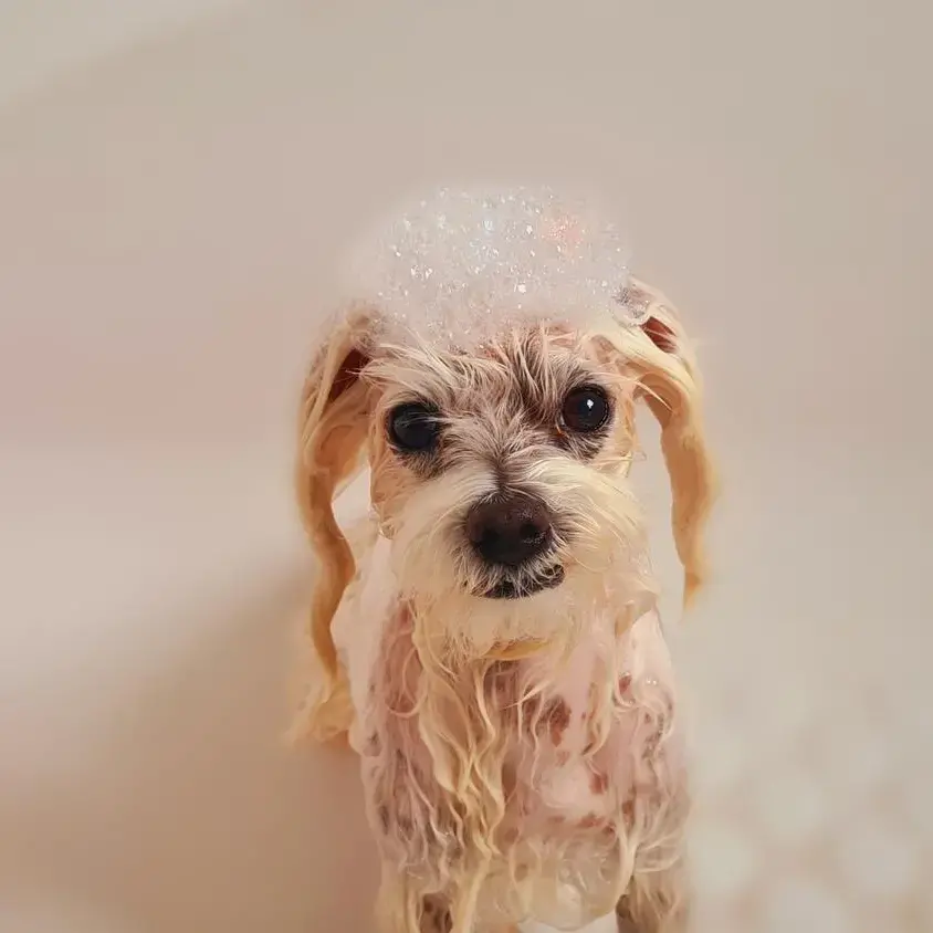 Maltese