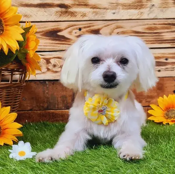 Maltese