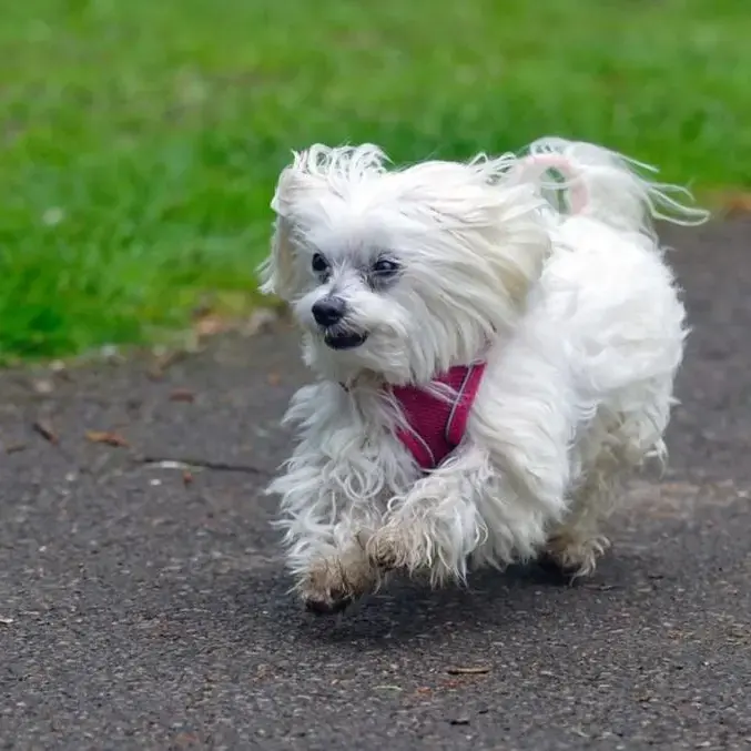 Maltese