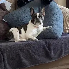 French Bulldog