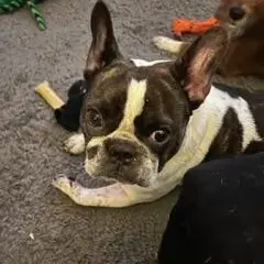 French Bulldog