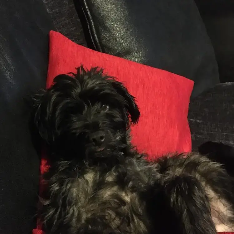 Patterdale Terrier