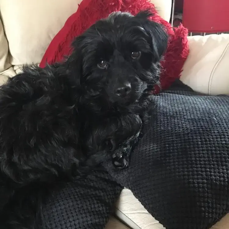 Patterdale Terrier