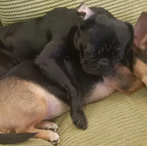 Pug