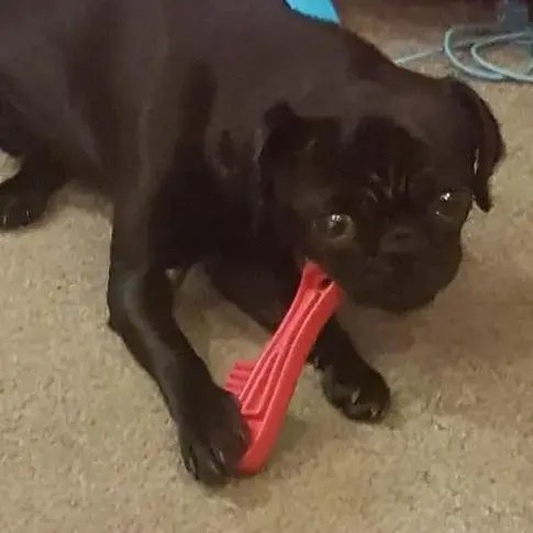 Pug