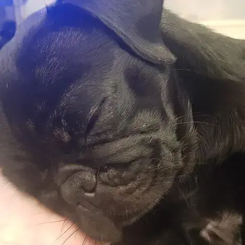 Pug