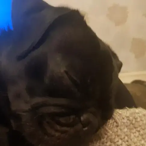 Pug