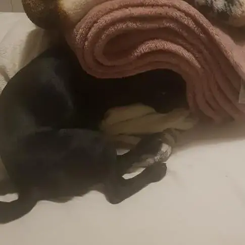 Pug
