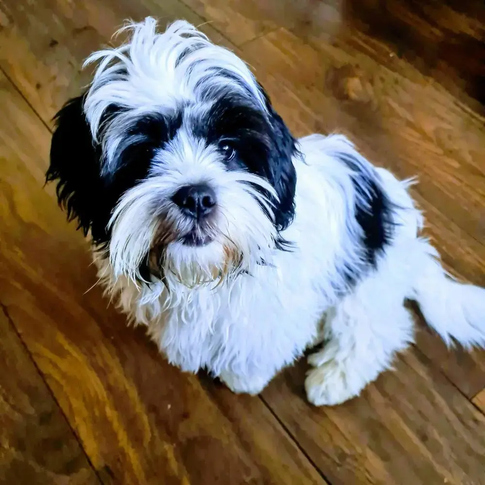 Lhasa Apso