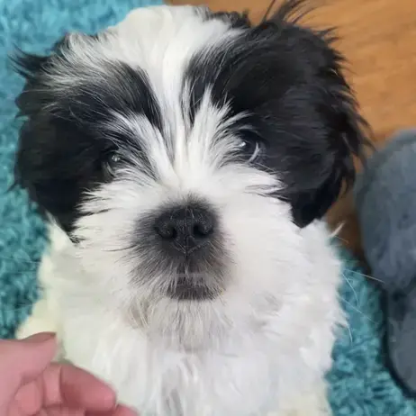 Lhasa Apso