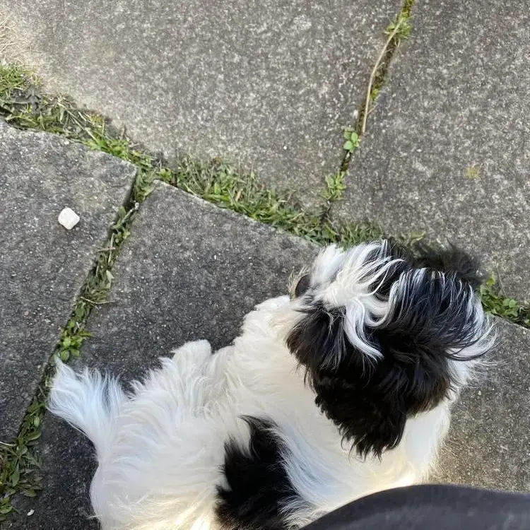 Lhasa Apso