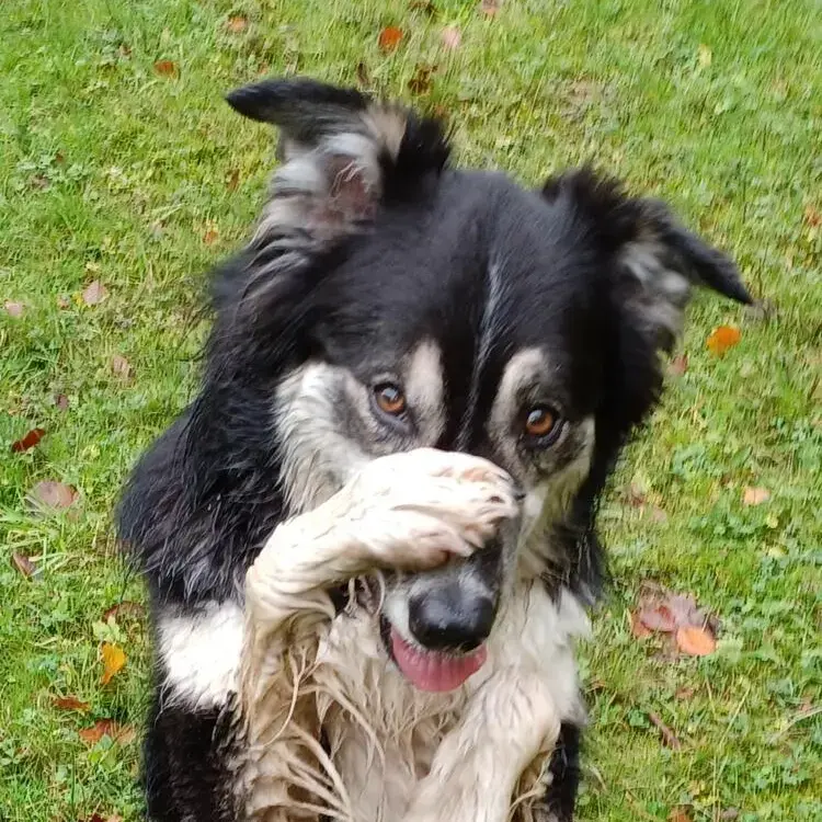 Border Collie