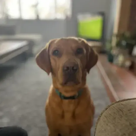 Labrador Retriever