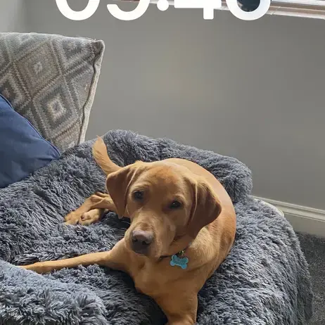 Labrador Retriever
