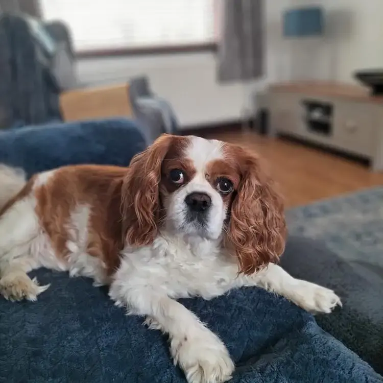 King Charles Spaniel