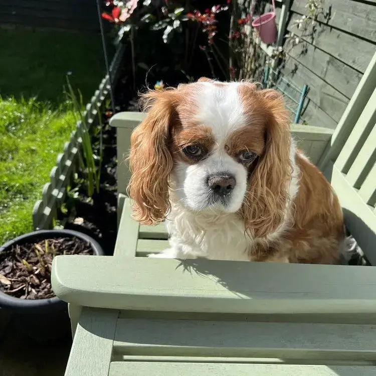 King Charles Spaniel