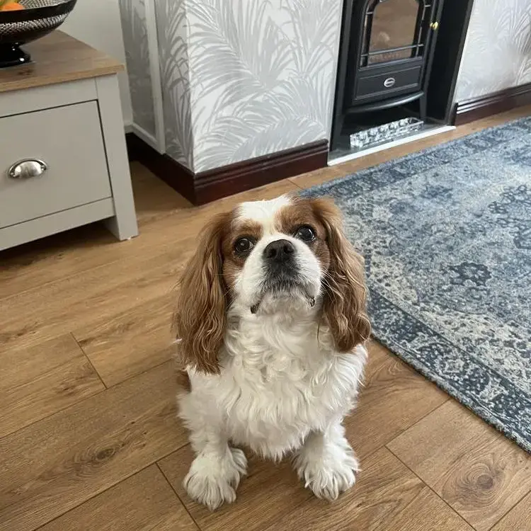 King Charles Spaniel