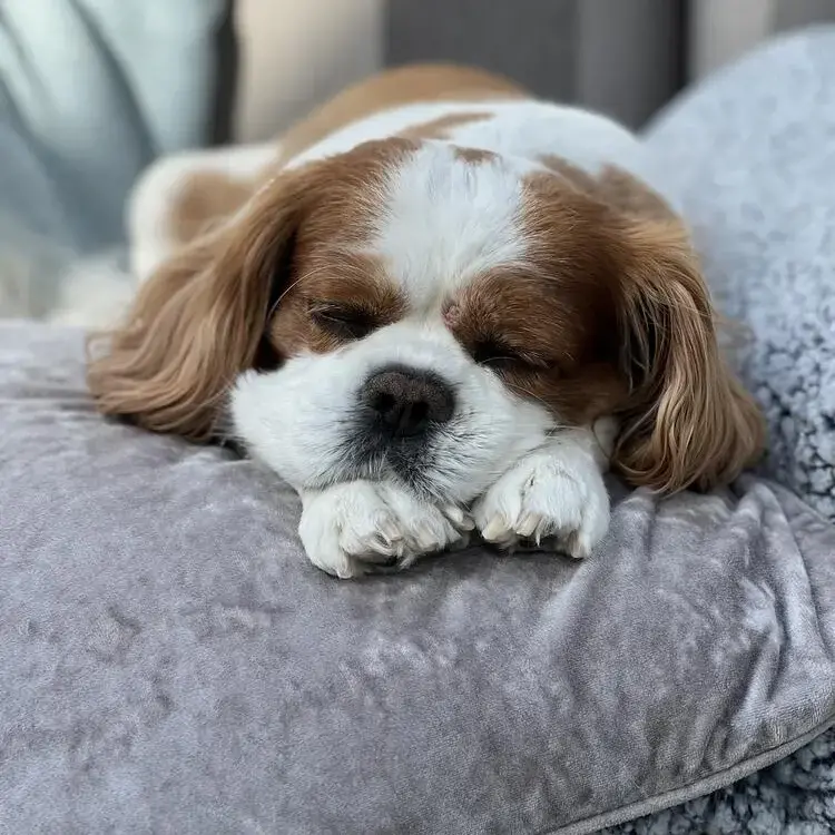 King Charles Spaniel