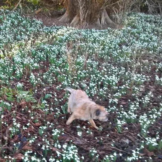 Border Terrier