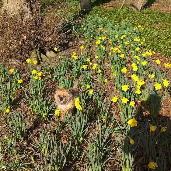 Border Terrier