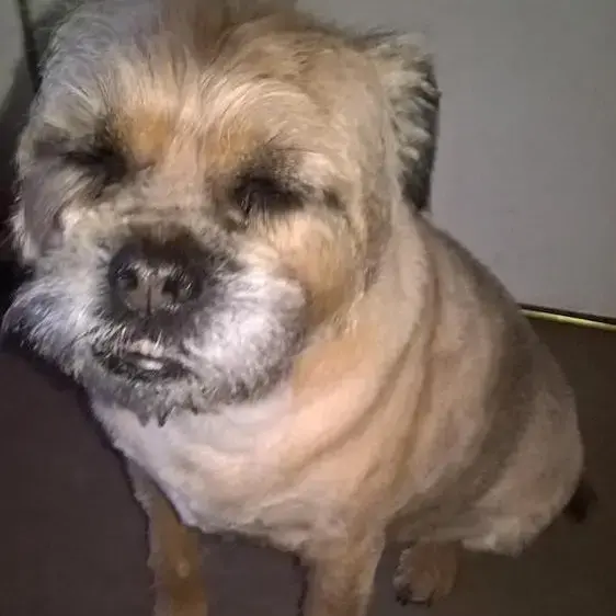 Border Terrier